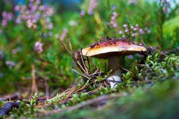 Closeup of a wild mushroom