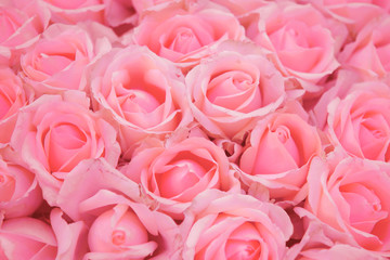 Delicate pink roses. Floral background with petals. Beautiful flowers blossoming buds.