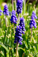 Muscari armeniacum