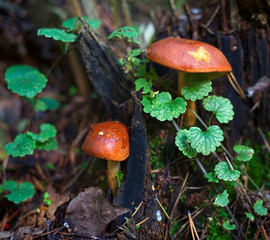 Forest. Mushrooms. Oily.