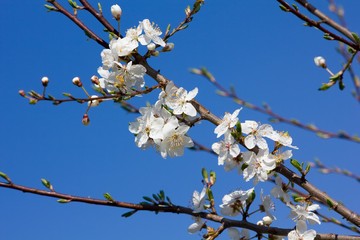 Spring cherry blossoms and bee