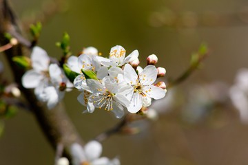Spring cherry blossoms and bee