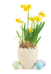 Easter eggs hunt - white rabbit and daffodils in pot isolated on white background