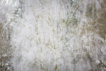 Winter trees with white rime