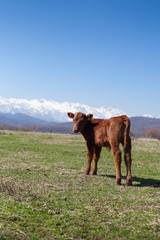 Small calf on a green meadow on a background of mountain and blue sky.