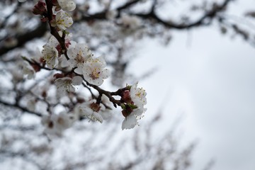 Spring tree flowering - Cherry tree flower. Slovakia