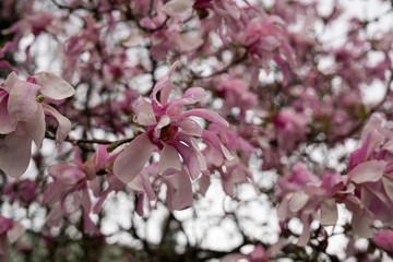 Spring tree flowering - Magnolia flower. Slovakia