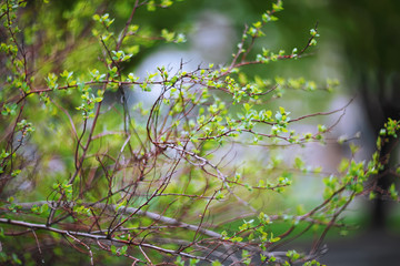 blurred spring background