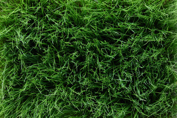 Spring green grass field background, top view
