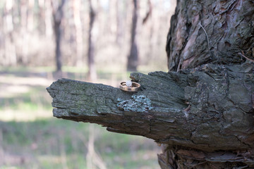Wedding rings on a tree bark.