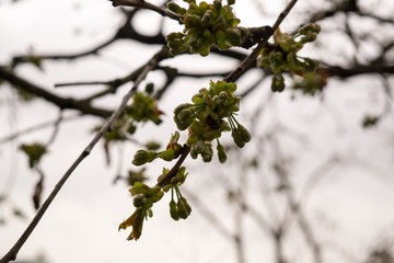 Spring tree flowering - Cherry tree flower. Slovakia
