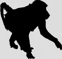 Hand drawn silhouette of a wild baboon - Illustration, black isolated on white background