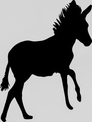 Hand drawn silhouette of a wild zebra on the run - Illustration, black isolated on white background