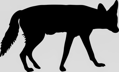 Hand drawn silhouette of a wild black backed jackal - Illustration, black isolated on white background