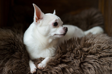 Cute and lovely chihuahua puppy laying on a gray fur carpet in a wooden doghouse