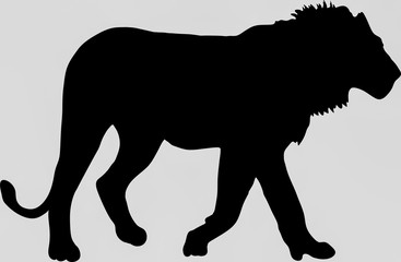 Hand drawn silhouette of a wild Lion - Illustration, black isolated on white background