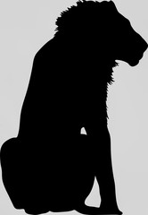 Hand drawn silhouette of a wild Lion - Illustration, black isolated on white background