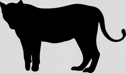 Hand drawn silhouette of a wild Lion - Illustration, black isolated on white background