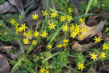 Bright spring flowers in the garden