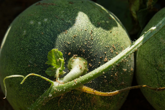 Round pumpkin on a branch. Vegetable farm in India
