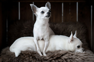 Two little chihuahua puppies with funny faces laying in a dog house on a gray fur carpet