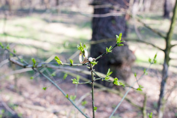 Wedding rings hanging on branch. Wedding gold rings.