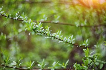 twinkling lights vivid color blurred bokeh spring from leaf background