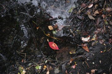 Autumn shore of the pond in the woods.  Flat lay.