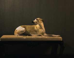 hunter dog lies on the coach on dark background