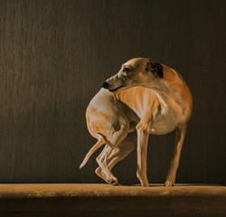 hunter dog stays on the coach on dark background