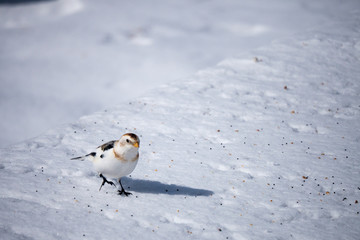 Snow Bunting