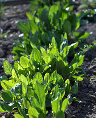 Spring in the garden area of growing early vegetables - sorrel