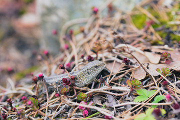 Lizard hiding and getting warm in the sun
