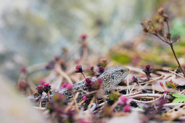 Lizard's head