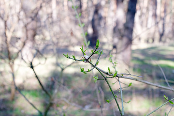 Wedding rings hanging on branch. Wedding gold rings.