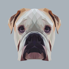 English bulldog dog animal low poly design. Triangle vector illustration.