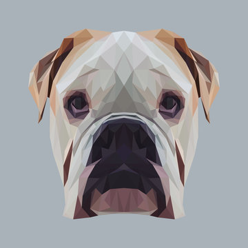 English bulldog dog animal low poly design. Triangle vector illustration.