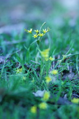 Bright spring flowers in the garden