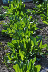 Spring in the garden area of growing early vegetables - sorrel