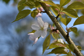 White Blossom - 143830525