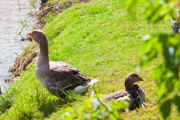 gray goose near river