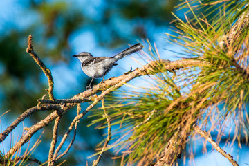 Mocking Bird In Pine Tree