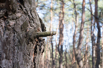 Obraz premium Wedding rings on a tree bark.
