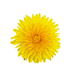 Single yellow dandelion flower