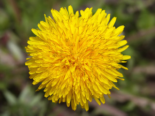 yellow dandelion flower