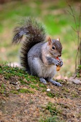 Scoiattolo grigio che mangia nel bosco
