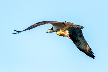 Osprey with Dinner
