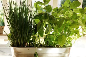 Kräuter, Essen, Schnittlauch, Basilikum, Minze