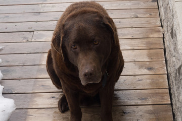 Labrador Retriever 
