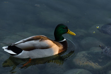 Duck in the lake
